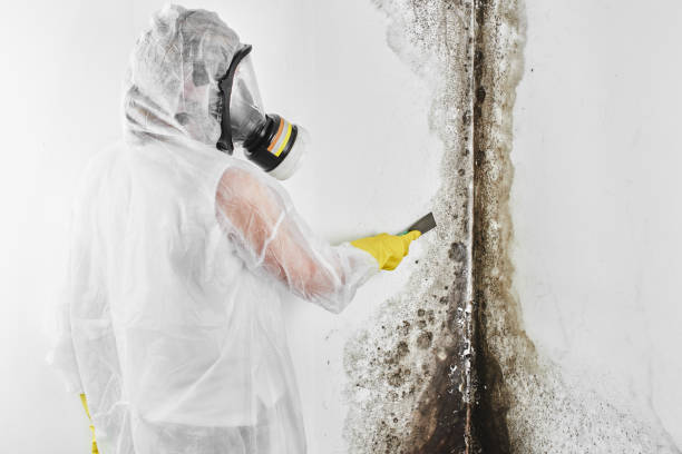 Best Mold Inspection  in Brownfields, LA