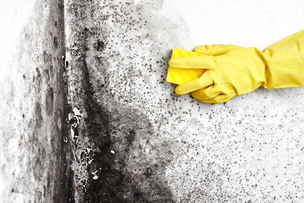 Brownfields, LA Mold Removal Company