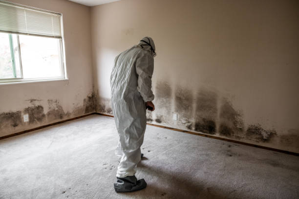 Best Certified Mold Removal  in Brownfields, LA