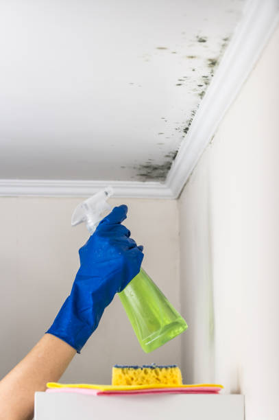 Certified Mold Removal in Brownfields, LA